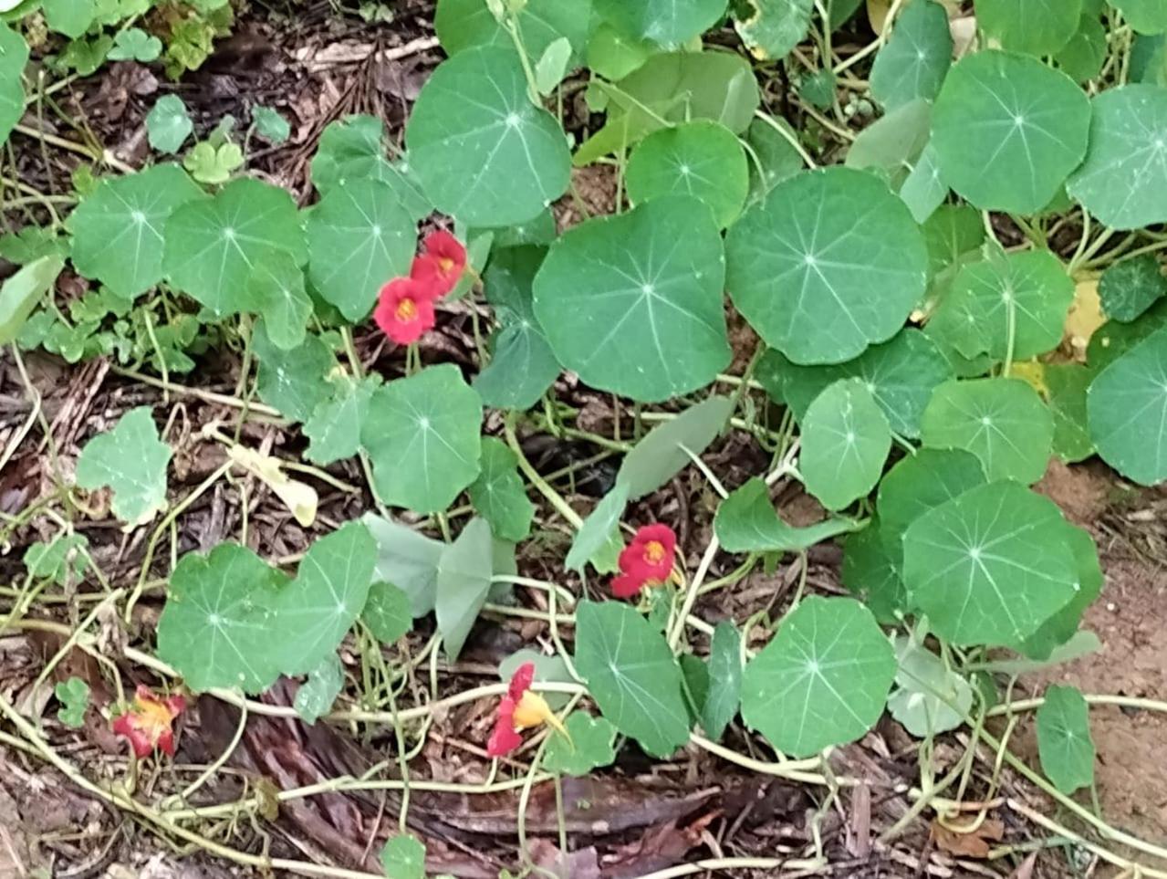 Pousada Morretes Arraial מראה חיצוני תמונה